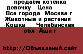 продаём котёнка девочку › Цена ­ 6 500 - Все города, Москва г. Животные и растения » Кошки   . Челябинская обл.,Аша г.